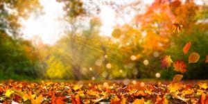fall leaves in idyllic landscape picture id1004007610