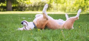 funny beagle tricolor dog lying or sleeping paws up on the spine on picture id1227427227