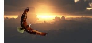 eagle in flight above dramatic cloudscape picture id1074209126