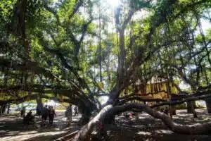 a great banyan tree with light shining through